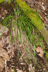 Slender woodland sedge